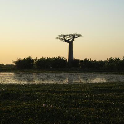 Morondava Baobab