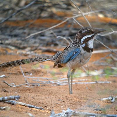 800px Long Tailed Ground Roller Mangily Madagascar 3