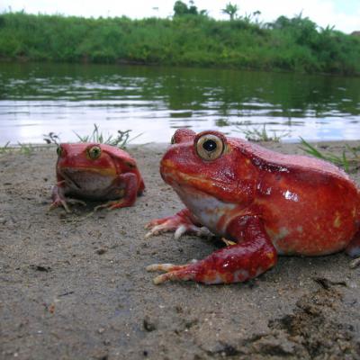 Dyscophus Antongilii04