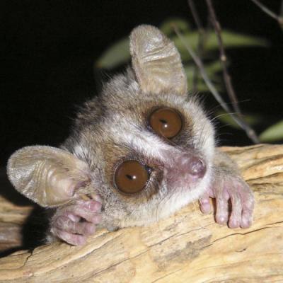 Mouse Lemur 5