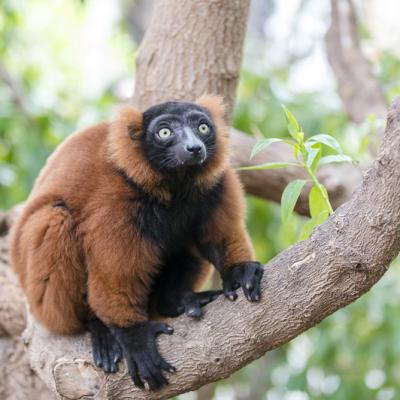 Varecia Rubra Shutterstock 363807422 1000x668