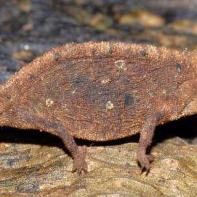 Brookesia Micra Female