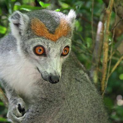 Eulemur Coronatus2
